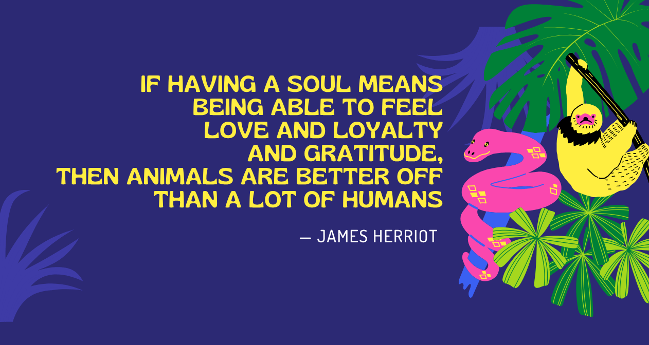 Illustrated James Herriot quote in yellow text on a dark blue background: “If having a soul means being able to feel love and loyalty and gratitude, then animals are better off than a lot of humans.” Tropical leaves, a pink snake, and a yellow-and-black gibbon appear at right.